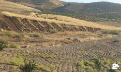 Nesli tükenmekte olan çizgili sırtlan görüntülendi