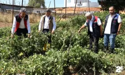 Sağanak yağmur tarım arazilerine zarar verdi