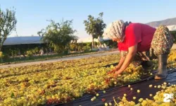 Üzümcünün gözü kulağı meteorolojide