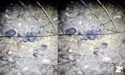 Alevlerin içinde kalan köpekler kurtarıldı