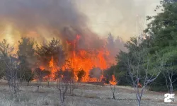 Çanakkale'de orman yangını