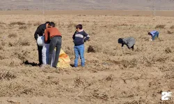 Çiftçiden vatandaşlara bedava patates