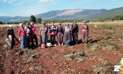 Ekipler patates hasadını kontrole çıktı