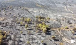 Foça yangınında hasarın boyutu görüntülendi