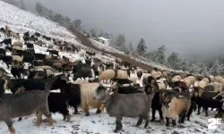 Yaylalar beyaza bürününce çobanların zorlu yolculuğu başladı