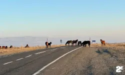 Başıboş atlar tehlike saçıyor