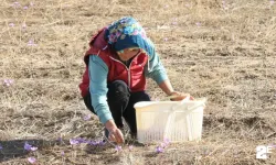 Eskişehir'de safran hasadı gerçekleştirildi