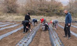 Erzincan'da 100 Bin Çilek Fidesi Toprakla Buluştu