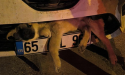 Otomobilin çarptığı köpek tampona sıkıştı