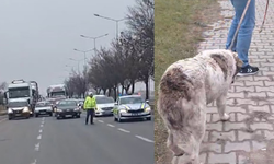 Eskişehir'de yaralı köpek için trafik durduruldu