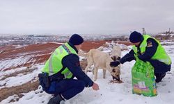 Jandarmadan sokak hayvanlarına şefkat eli