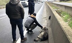 Çarptığı yaralı köpeği sevdi, başından ayrılmadı