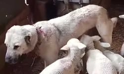 Çoban köpeğinden süt emen kuzular görenleri hayrete düşürdü