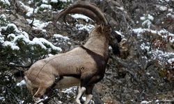 Erzincan'ın yüksek kesimlerinde yaban keçileri görüntülendi