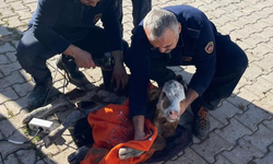 Kanalizasyon borusuna sıkışan buzağıyı itfaiye kurtardı