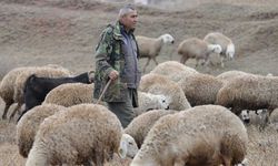 İstanbul'dan kaçtı, köyünde yaptığı hayvancılıkla huzuru buldu