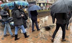 Bu köpekler her etkinlikte var