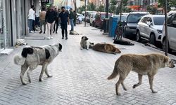 Yüksekovalı vatandaşlar tepkili: "Sokak köpekleri bir an önce toplatılsın"