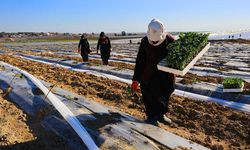 Adana'da karpuz fideleri toprakla buluştu