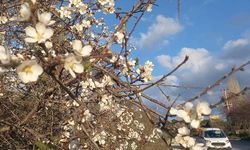 Kuşadası’nda bahar erken geldi