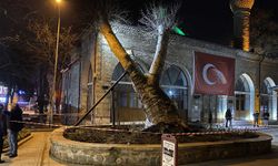 550 yıllık çınar, tarihi İshakpaşa Camii'nin üzerine devrildi