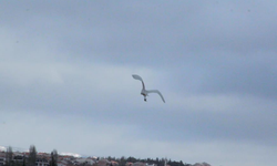 Nadir görülen kuş Eskişehir'de fotoğraflandı