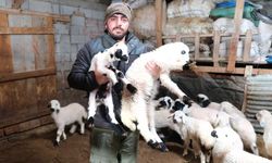 Erzincanlı besiciler gece gündüz kuzu nöbetinde