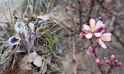 Pütürge'de nevruz ve badem ağaçları çiçek açtı