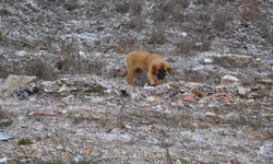 Eskişehir'de soğuk hava köpekleri de etkiledi