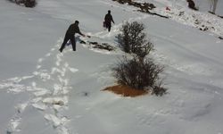 Bayburt’ta yaban hayvanları unutulmuyor: Karla kaplı araziye yem bırakıldı