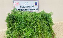 Bahçesinde Yasaklı Madde Yetiştiren Şüpheli Jandarmadan Kaçamadı