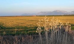 Buğdayı don ve kuraklık vurdu