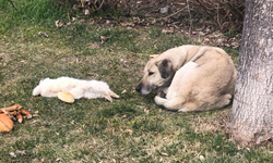 Eskişehir'de vefalı köpek ölen dostunu yalnız bırakmadı