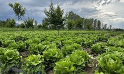 Mikroplastikler Fotosentezi Engelliyor: Gıda Krizi Derinleşebilir