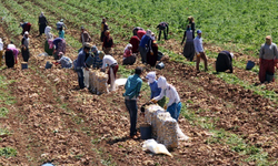 Eskişehir'de tarım işçilerine ödenen ücretler rekor kırdı