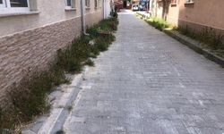 Eskişehir'deki o sokak bakımsızlıktan dertli