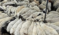 Karnı şiş kurbanlıklara dikkat: Yeme karıştırılan tuz ve sumak koyunları şişkin gösteriyor