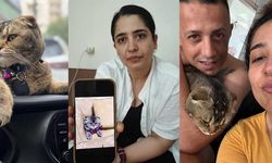 Kayıp kedi bulunmazsa kocası boşayacak