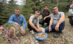 Toplaması bir tutku: Torosların bereketi "Kuzugöbeği" mantarı