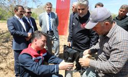 Ceviz üretiminde verim artışı için Günyüzü'nde aşı çalışması başlatıldı