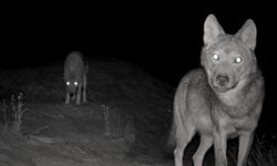 Kurt popülasyonundaki artış Kangal köpeğine talebi arttırdı