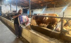 Bayrama sayılı günler kala bazı üreticide kurbanlık hayvanlar tükendi