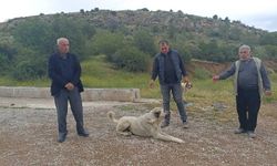 Başıboş köpekler buzağıyı parçaladı, sahiplerine saldırdı