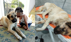 Isırdığını iddia ettiği köpeği silahla vurdu, sahipleri şikayetçi oldu