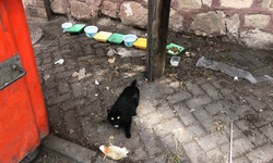 Bu yapılan sokak hayvanlarına da saygısızlık!