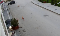 Alkollü sürücü önce kaldırıma sonra yolun karşısındaki iş yerinin saksılarına çarptı