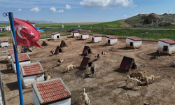 Dünyada eşi benzeri bulunmayan Kangallara Ortadoğu ülkeleri talip oldu
