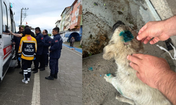 Bu kez insan köpeği ısırdı