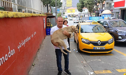 Hayvansever taksiciden örnek davranış