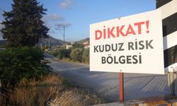Kuduz karantinasının olduğu 4 mahallede sokak köpekleri vatandaşları tedirgin ediyor
